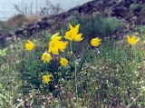 Tulipa ophiophylla subspecies bestashica. Цветущие растения на гранитах. Украина, Донецкая обл., Володарский р-н, заповедник \"Каменные Могилы\". Апрель 2001 г.