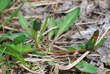 Taraxacum pseudomurbeckianum