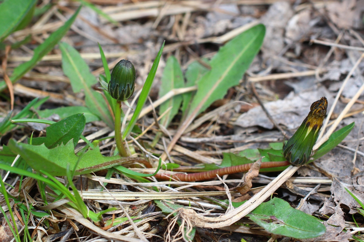 Изображение особи Taraxacum pseudomurbeckianum.