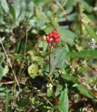 семейство Polygonaceae. Верхушка побега с соплодием. Китай, пров. Юньнань, окр. г. Дали, восточный склон горы Цаншань (Cangshan Mountain 苍山); ≈ 3000 м н.у.м., лес. 04.11.2016.