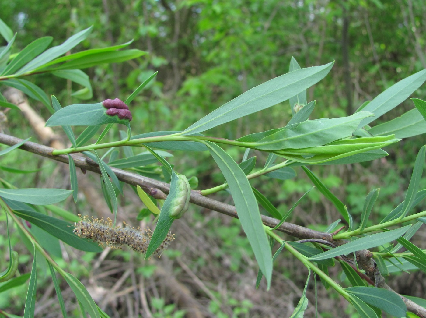 Image of Salix elbursensis specimen.