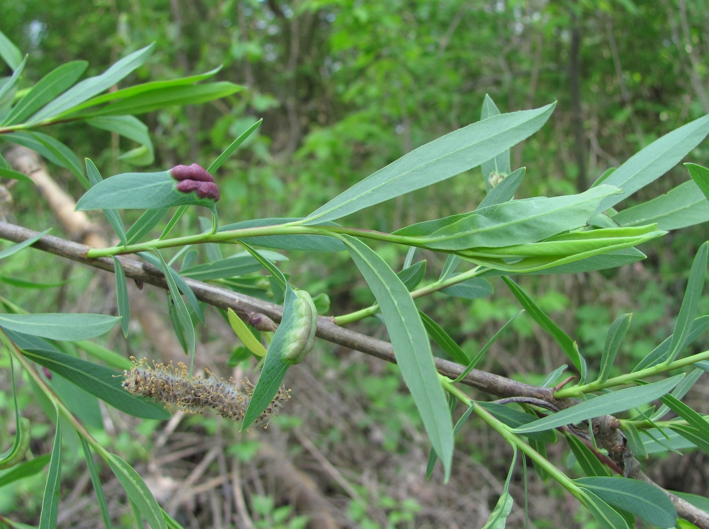 Изображение особи Salix elbursensis.