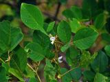 Dendrolobium umbellatum. Верхушка побега с цветками и плодами. Малайзия, о-в Калимантан, национальный парк Бако, прибрежный лес. 11.05.2017.