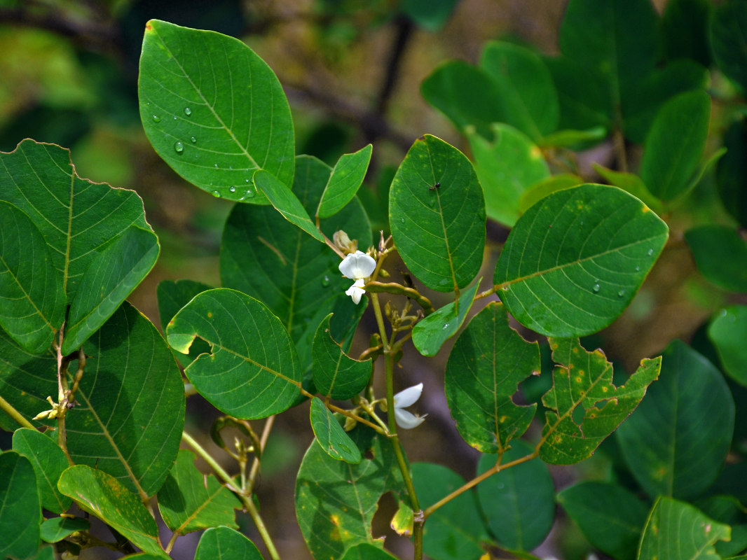 Изображение особи Dendrolobium umbellatum.