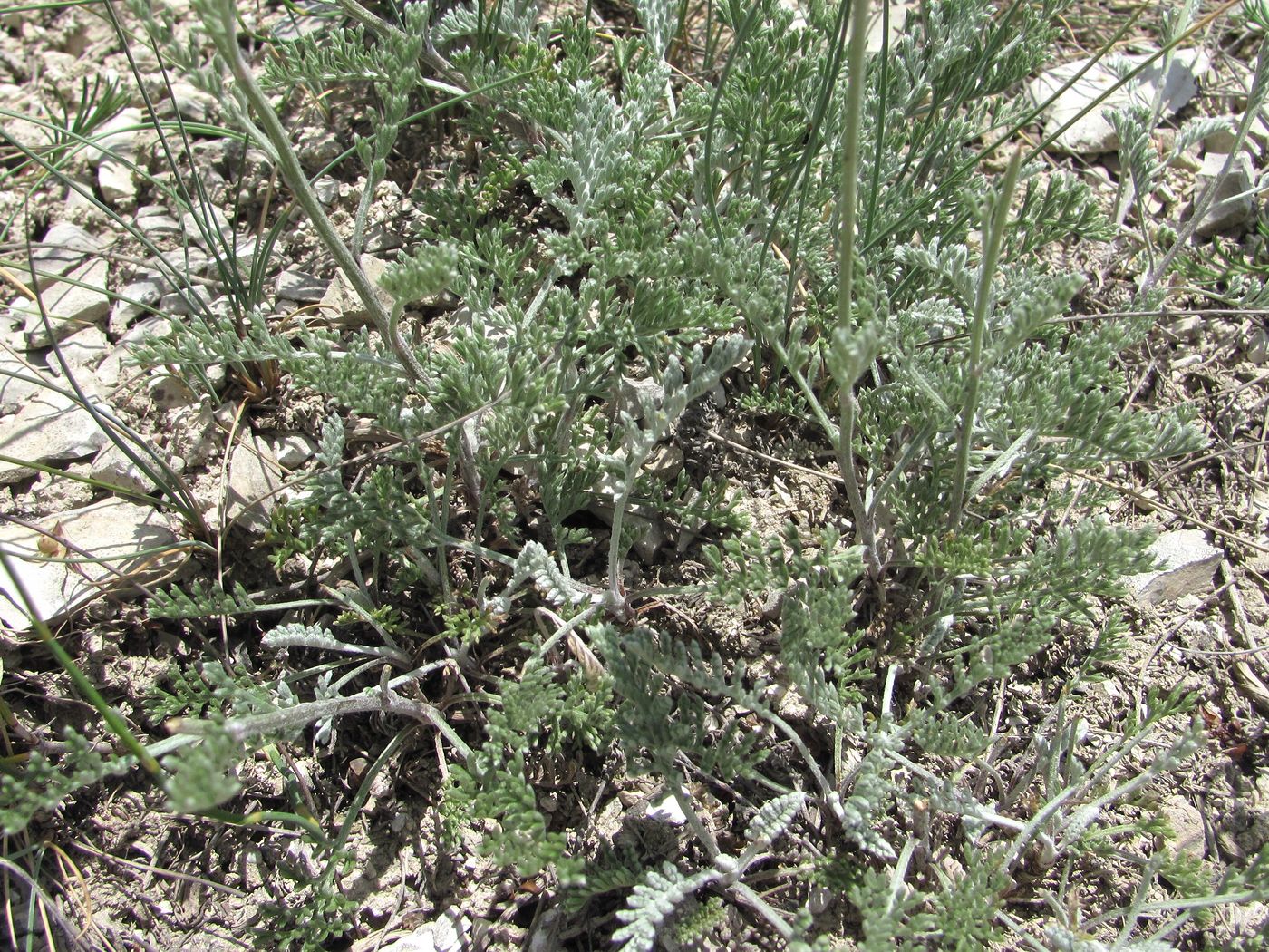 Image of Anthemis fruticulosa specimen.