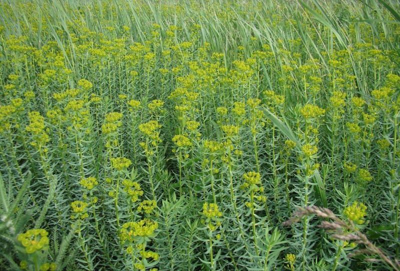 Image of Euphorbia stepposa specimen.