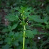 Urtica urens