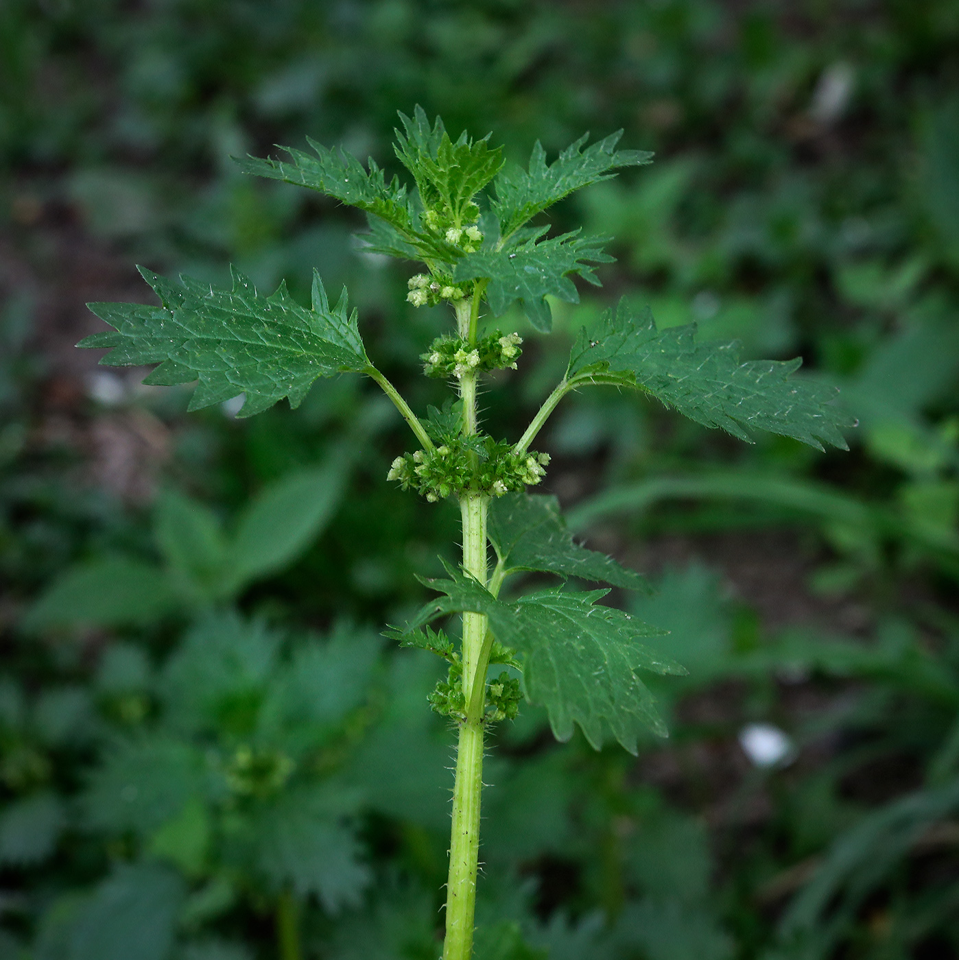 Image of Urtica urens specimen.