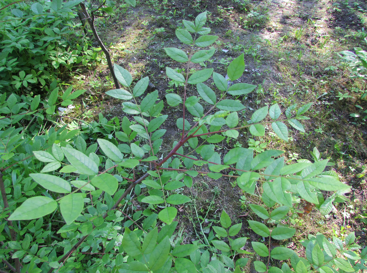 Image of Zanthoxylum americanum specimen.