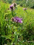 Centaurea pseudophrygia