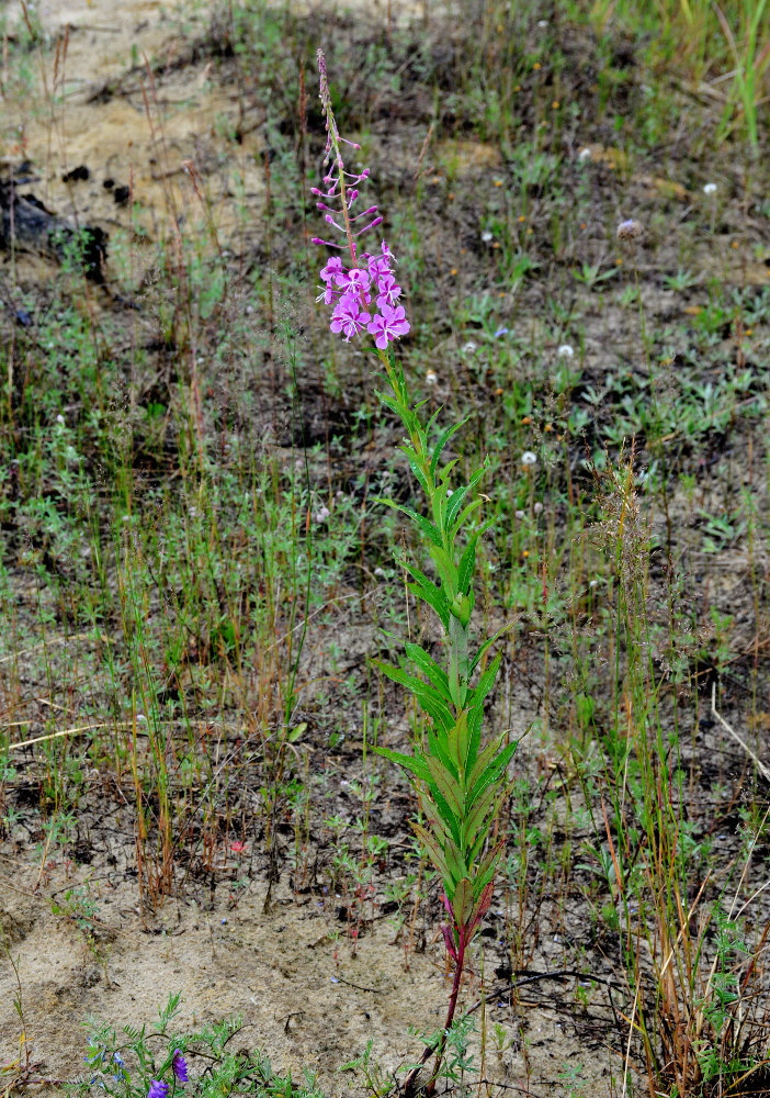 Изображение особи Chamaenerion angustifolium.