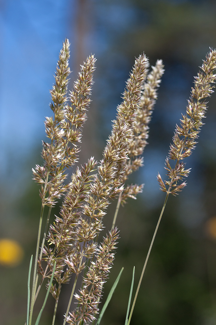 Изображение особи Koeleria glauca.