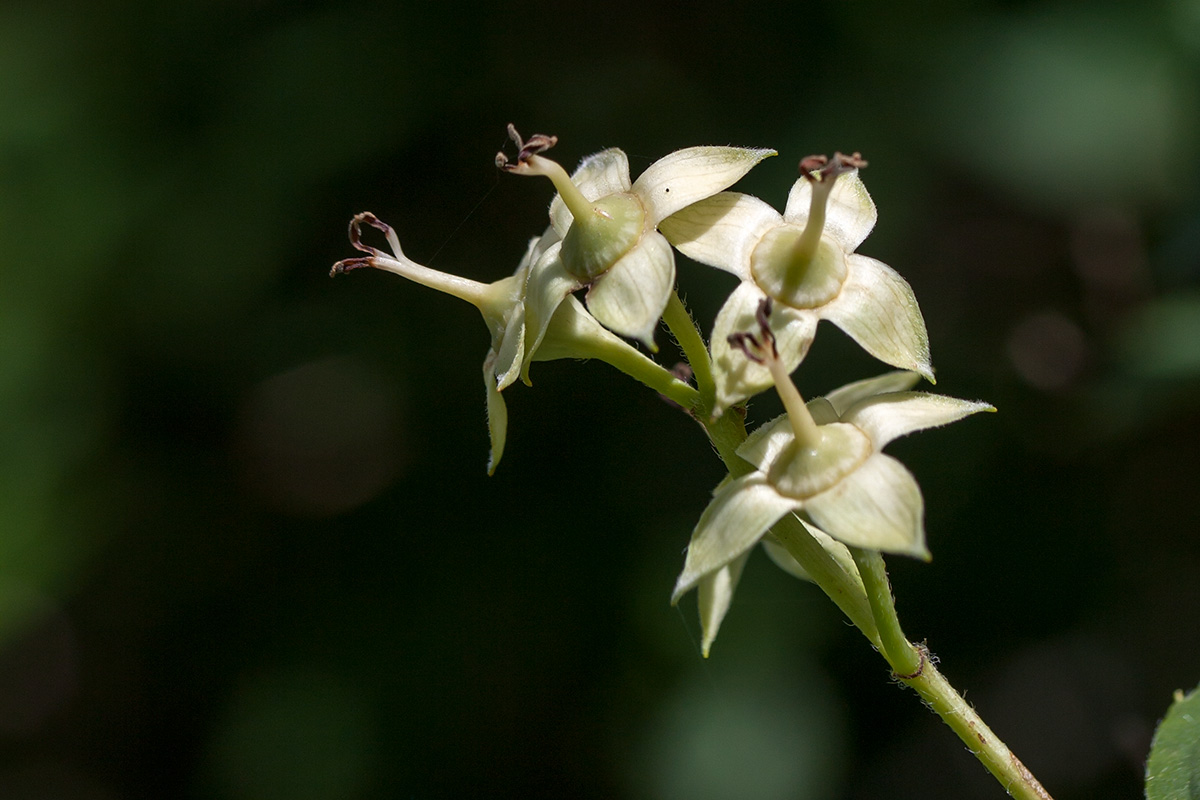 Изображение особи Philadelphus coronarius.