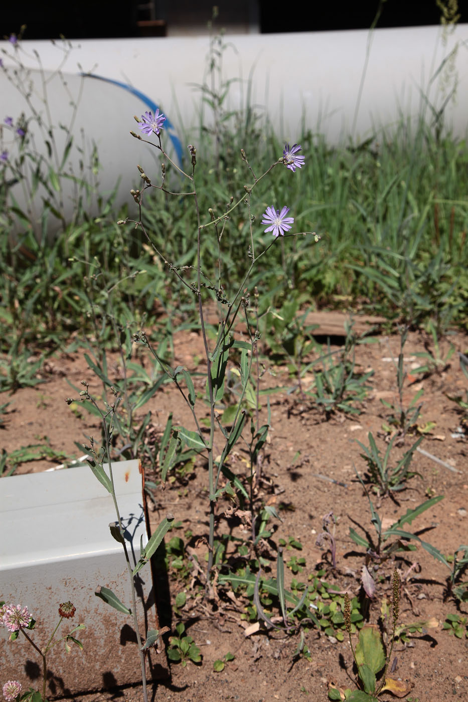 Image of Lactuca tatarica specimen.