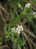 Galium saxatile. Часть цветущего побега. Нидерланды, провинция Drenthe, национальный парк Drentsche Aa, окр. деревни Oudemolen, вересковая пустошь. 13 июня 2010 г.