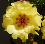 Portulaca grandiflora. Цветок. Черногория, муниципалитет Будва, пос. Бечичи (Bečići), в культуре. Июль 2018 г.