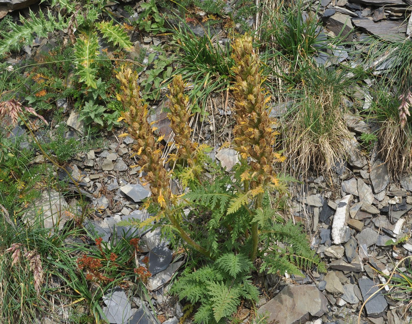 Изображение особи Pedicularis condensata.