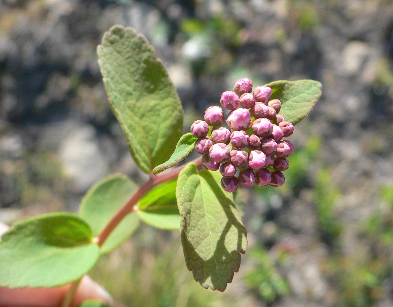 Image of Spiraea beauverdiana specimen.