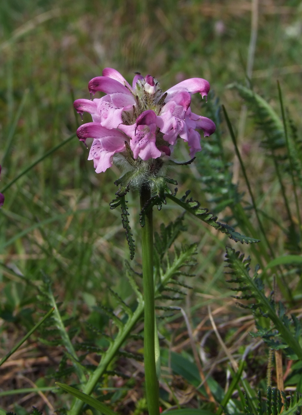 Image of Pedicularis interioroides specimen.