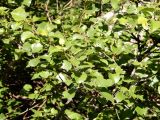 Betula humilis