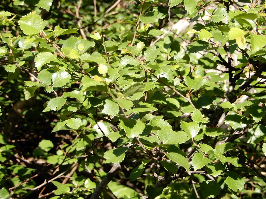 Изображение особи Betula humilis.