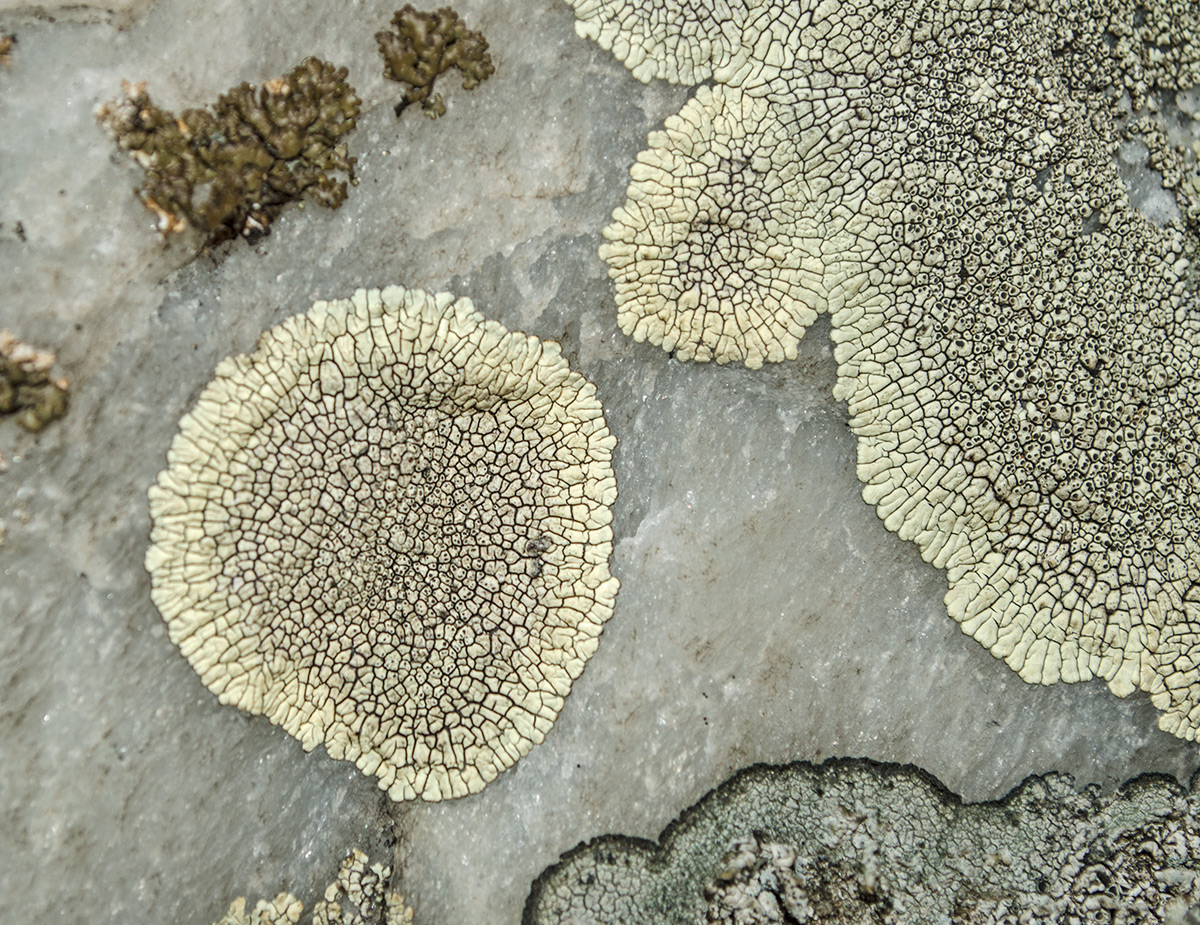 Image of Dimelaena oreina specimen.