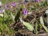 Erythronium sibiricum. Цветущее растение. Республика Хакасия, Кузнецкий Алатау, западный подъём на Караташский перевал, высота 1300 м н.у.м. 22 июня 2018 г.