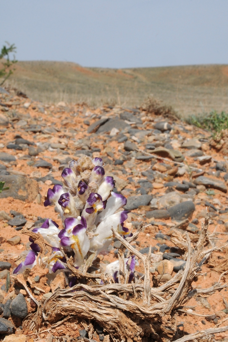 Image of Cistanche salsa specimen.