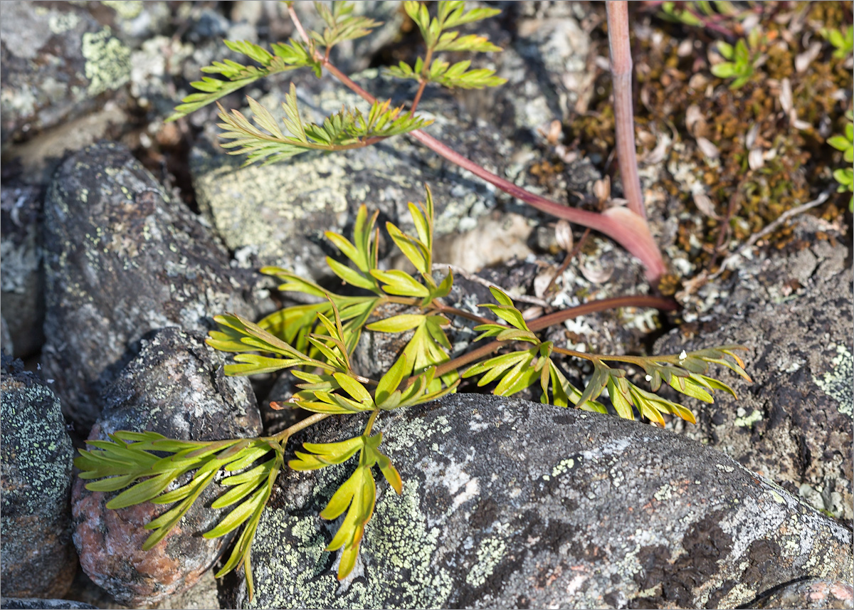 Image of Conioselinum tataricum specimen.