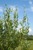 Salix phylicifolia. Ветви. Ленинградская обл., Волосовский р-н, разнотравно-злаковый суходольный луг на известняке на обочине грунтовой дороги. 14.07.2018.