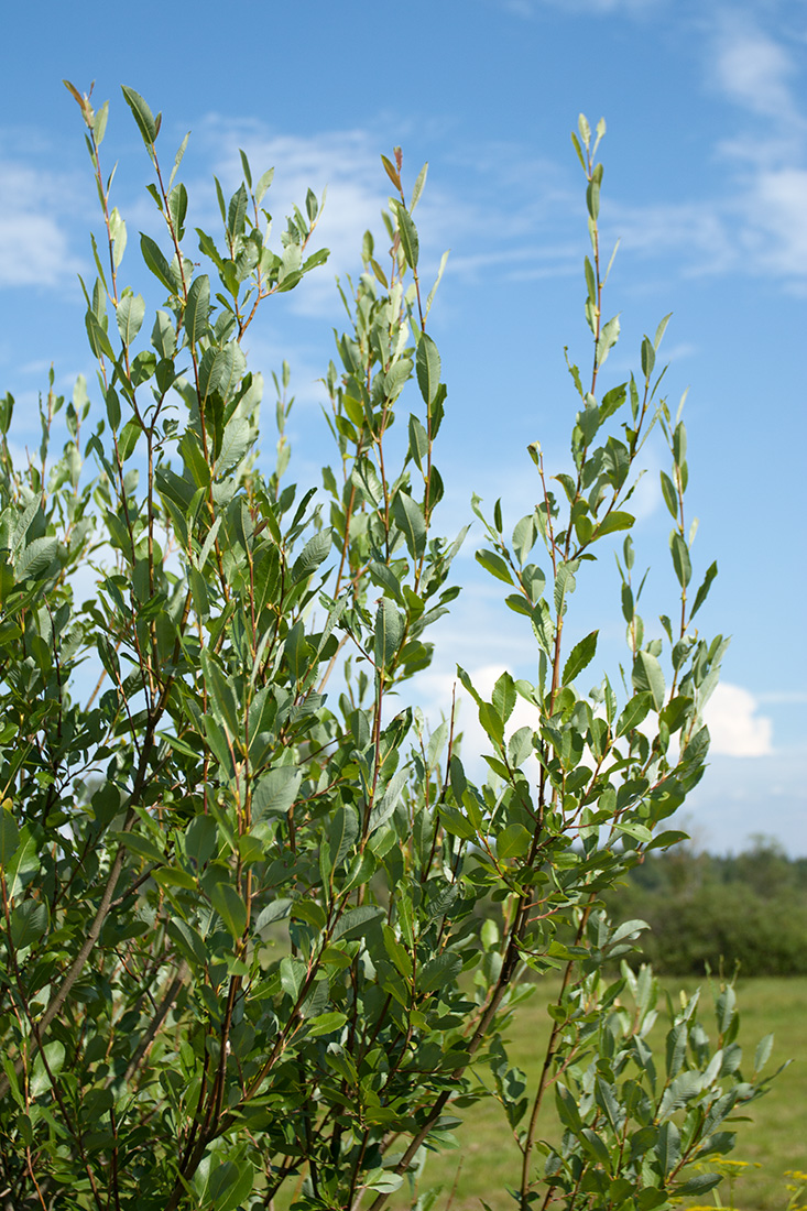 Image of Salix phylicifolia specimen.