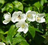 Malus prunifolia