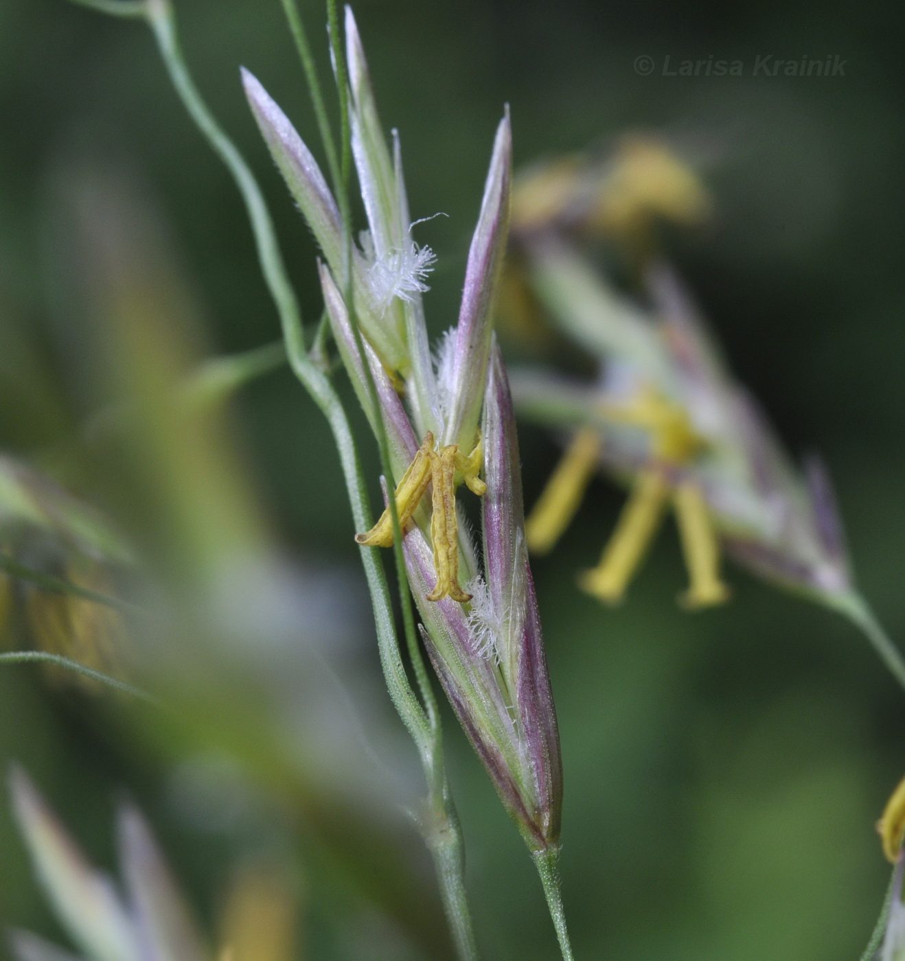 Изображение особи Bromopsis inermis.