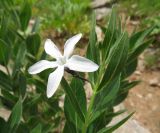 Vinca erecta