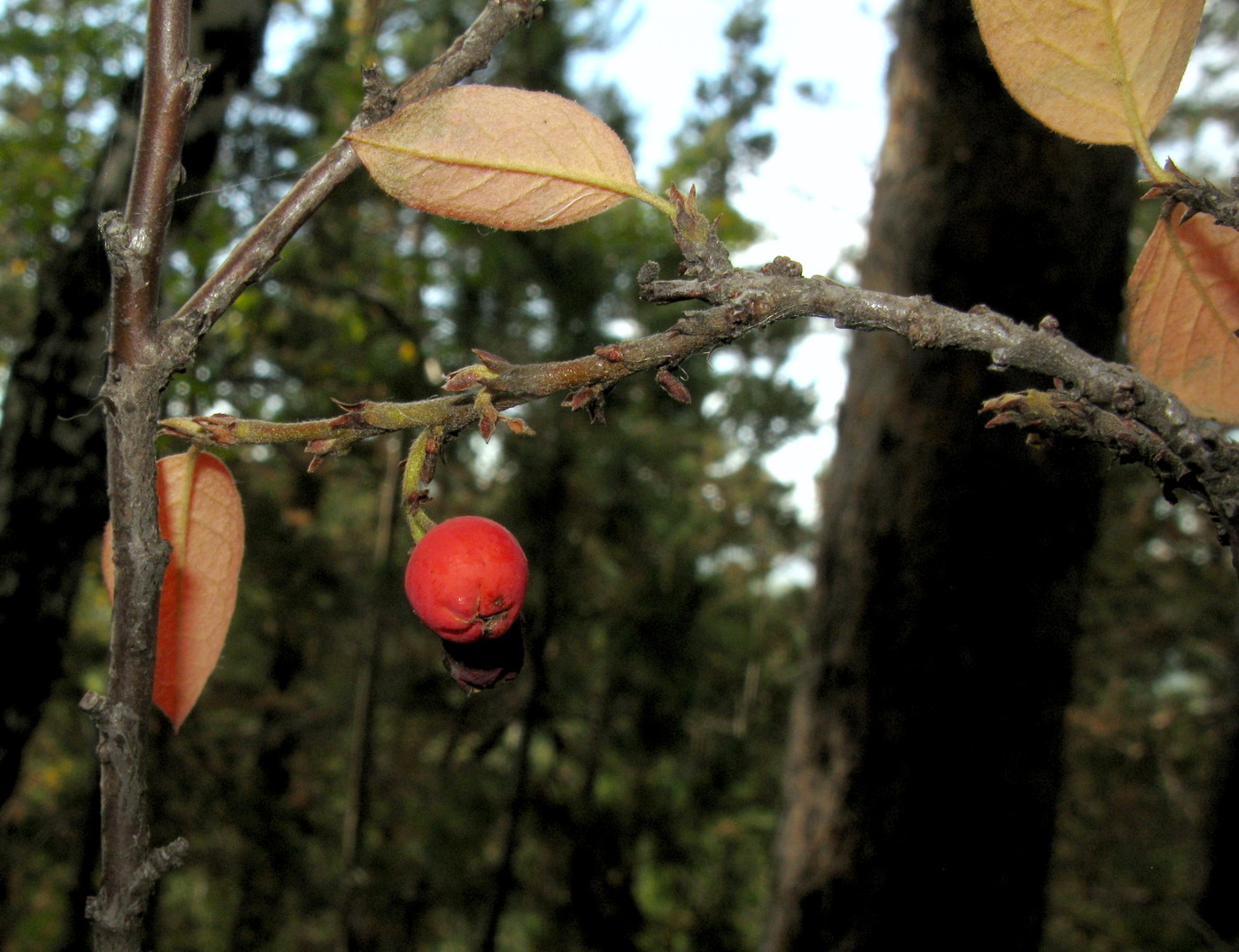 Изображение особи Cotoneaster tjulinae.