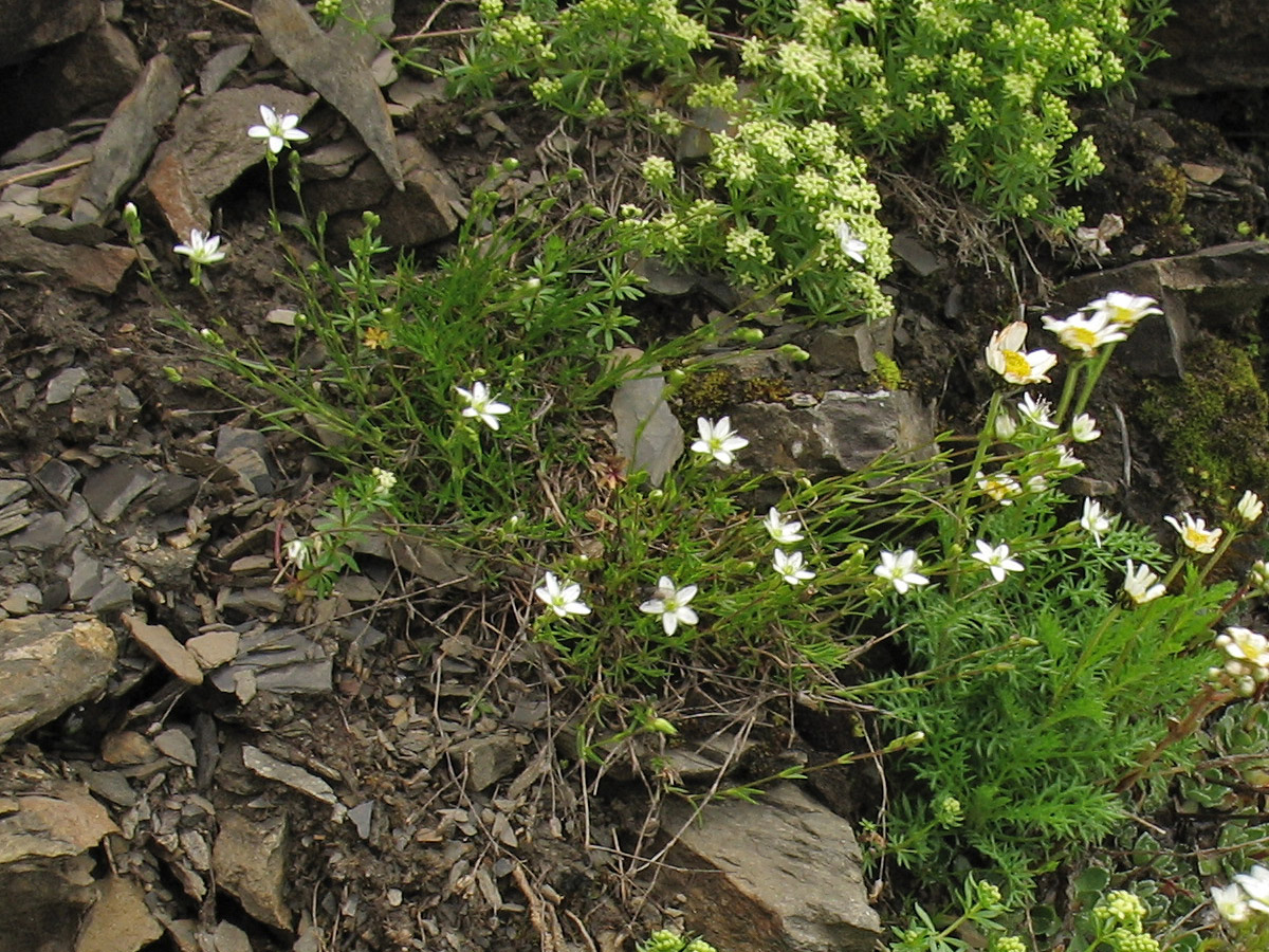 Image of Minuartia pauciflora specimen.