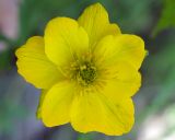 Trollius riederianus