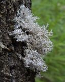 Anaptychia ciliaris