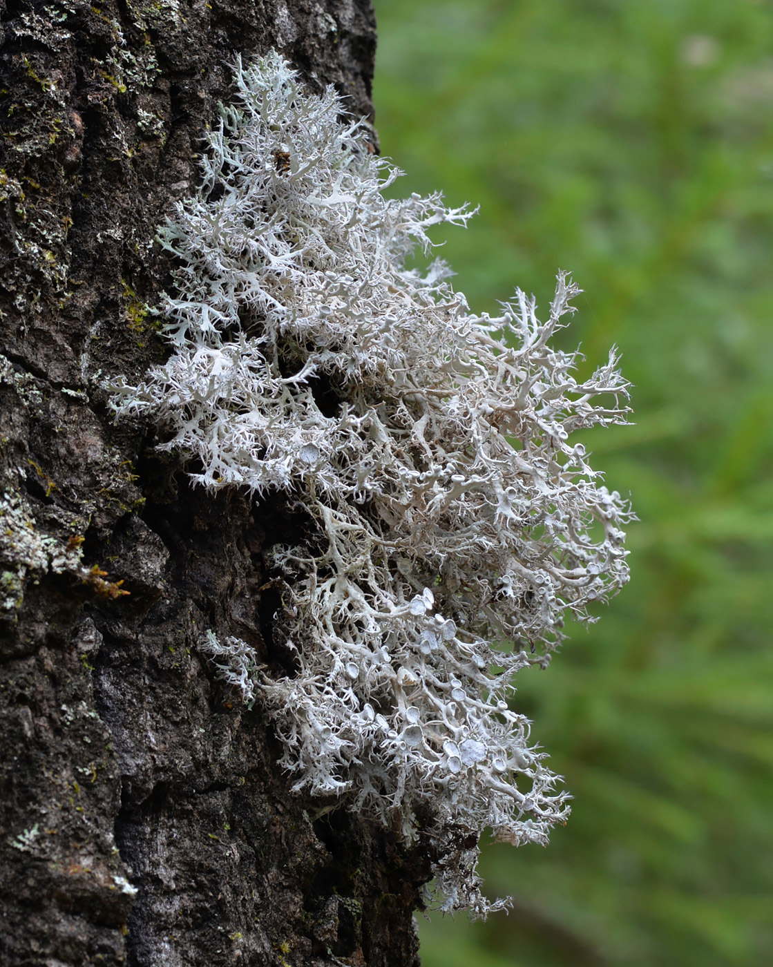 Изображение особи Anaptychia ciliaris.