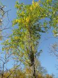 Populus laurifolia. Верхняя часть дерева с листьями, принимающими осеннюю окраску. Магаданская обл., г. Магадан, окр. мкр-н Снежная Долина, р. Дукча, пойменный ивняк. 16.09.2015.