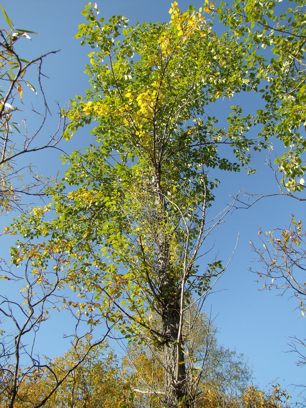 Image of Populus laurifolia specimen.