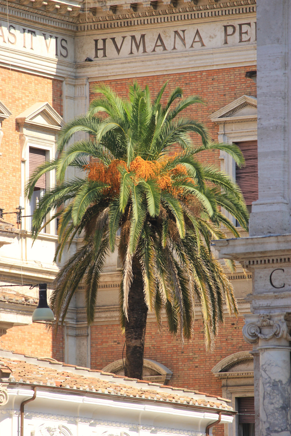 Image of Phoenix canariensis specimen.