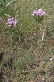 Dianthus pseudarmeria. Цветущие растения. Крым, зап. побережье, мыс Лукул. 1 июля 2010 г.