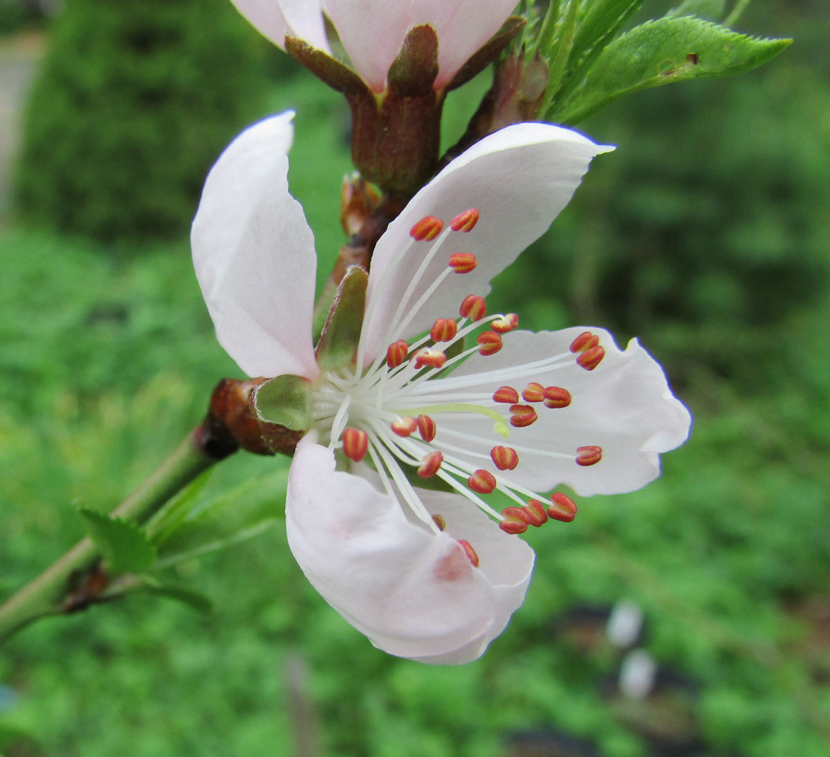 Изображение особи Persica vulgaris.