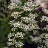 Spiraea &times; cinerea