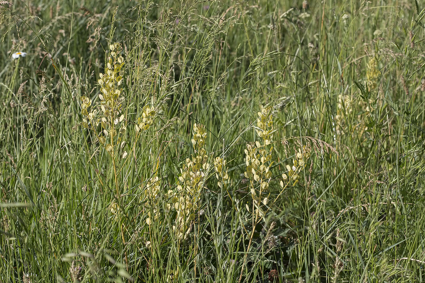 Image of Thlaspi arvense specimen.