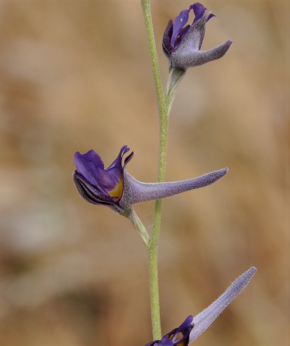 Image of Delphinium peregrinum specimen.