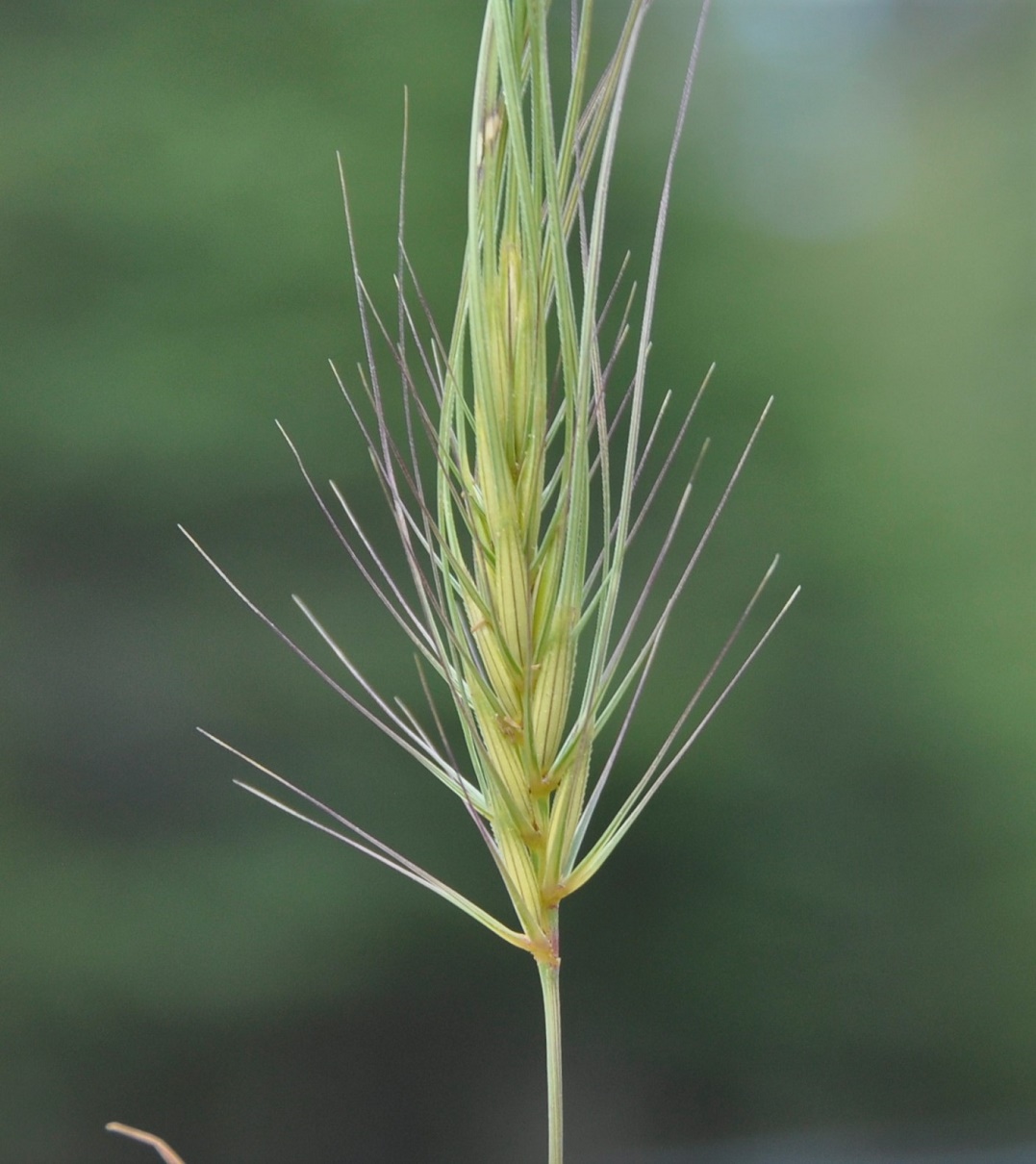 Изображение особи Taeniatherum asperum.