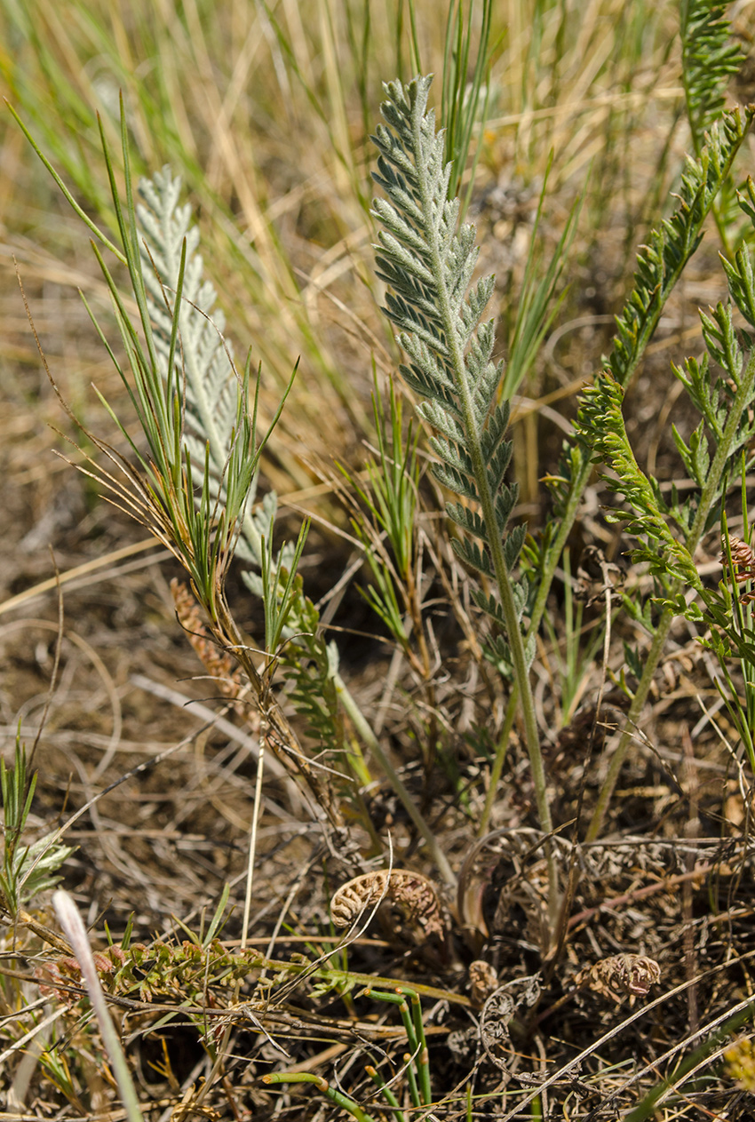 Изображение особи Tanacetum kittaryanum.