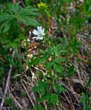 Anemone altaica